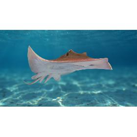Stingray (Animated) model